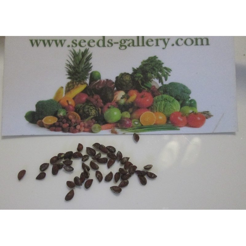 Price: €3.5 - Sementes de Ananás ou abacaxi - 