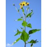 Čičoka Krtole - Gomolji (Helianthus tuberosus)