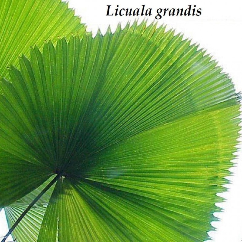 Price: €4.8 - Sementes de Palmeira-Leque, Leque-Japonês (Licuala grandis) - 
