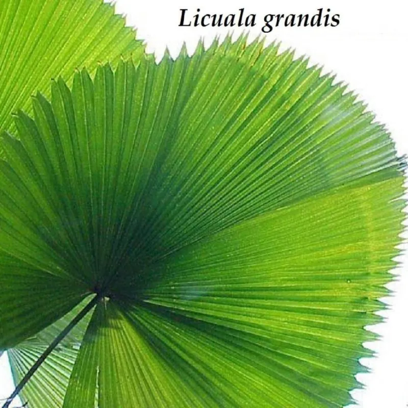 Σποροι Λικουάλα (Licuala Grandis)