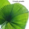 Σποροι Λικουάλα (Licuala Grandis)