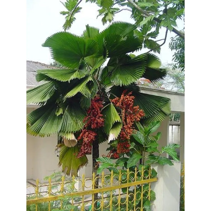 Σποροι Λικουάλα (Licuala Grandis)