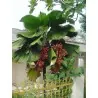 Σποροι Λικουάλα (Licuala Grandis)