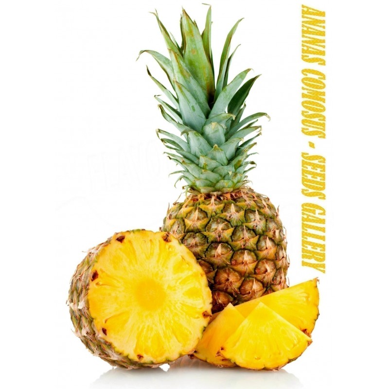 Price: €3.5 - Sementes de Ananás ou abacaxi - 