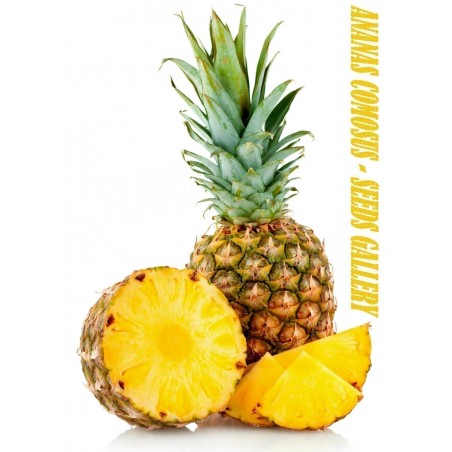 Price: €3.5 - Sementes de Ananás ou abacaxi -