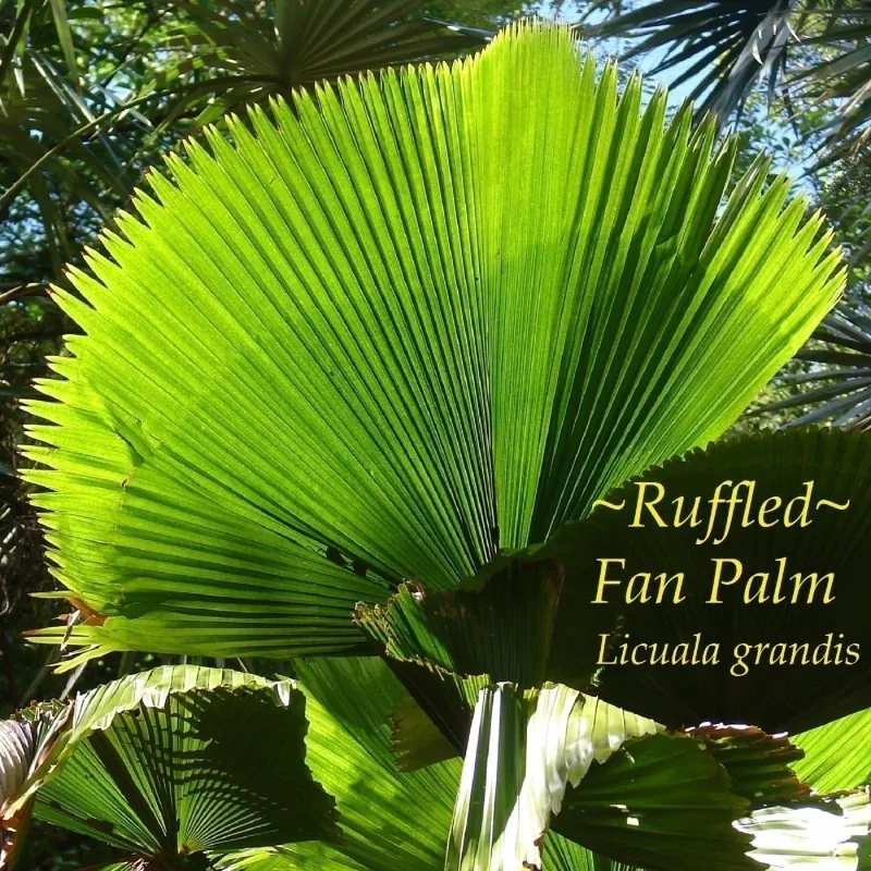 Frön Ruffled Fan Palm (Licuala grandis)