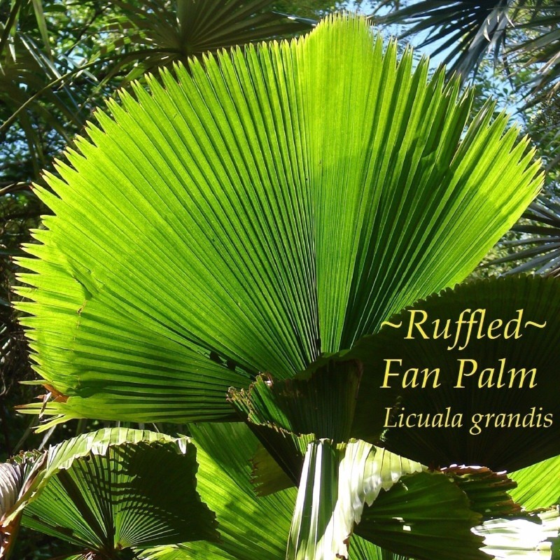 Semi di Palmeira Licuala Grandis