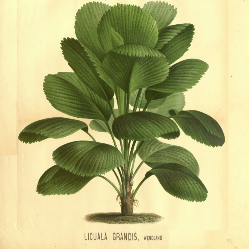 Frön Ruffled Fan Palm (Licuala grandis)