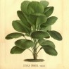 Price: €4.8 - Sementes de Palmeira-Leque, Leque-Japonês (Licuala grandis) - 