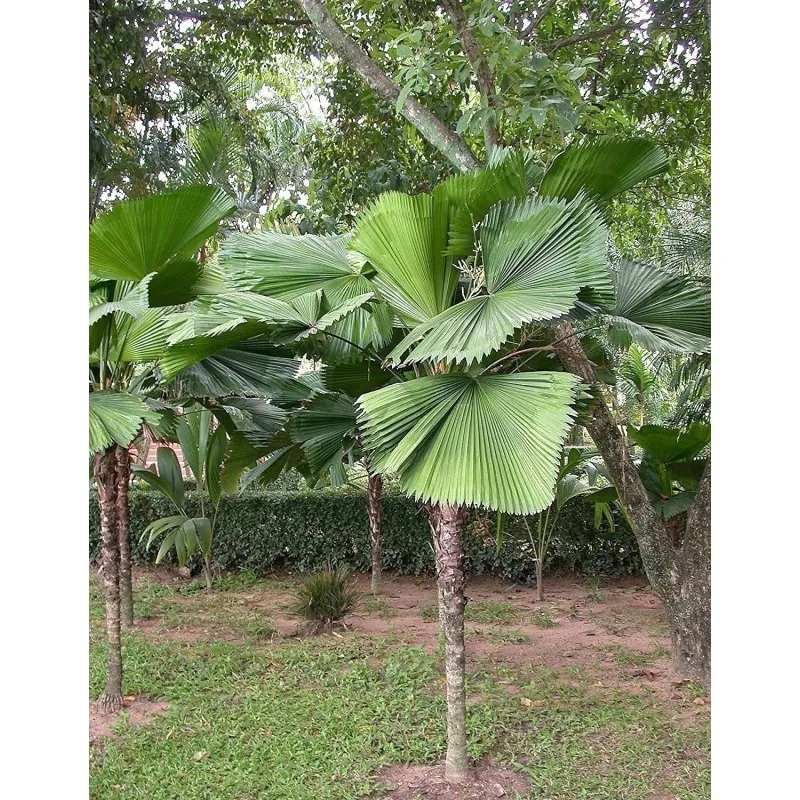 Talasasta Palma Seme - Ruffled  fan Palm  (Licuala  grandis)
