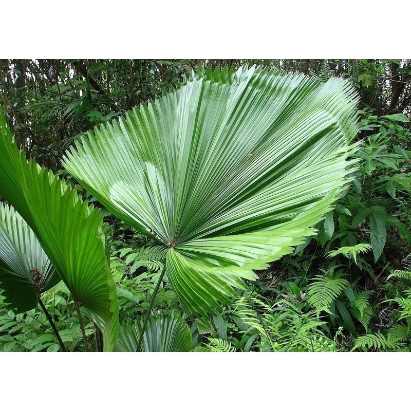 Sementes de Palmeira-Leque, Leque-Japonês (Licuala grandis)