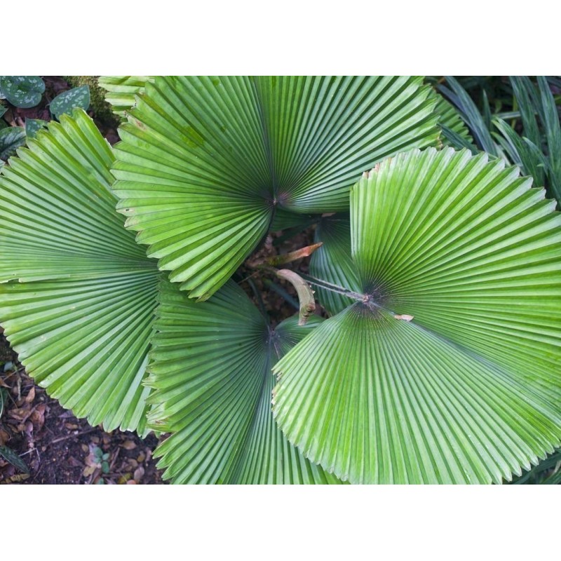 Semi di Palmeira Licuala Grandis