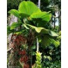 Price: €4.8 - Sementes de Palmeira-Leque, Leque-Japonês (Licuala grandis) - 