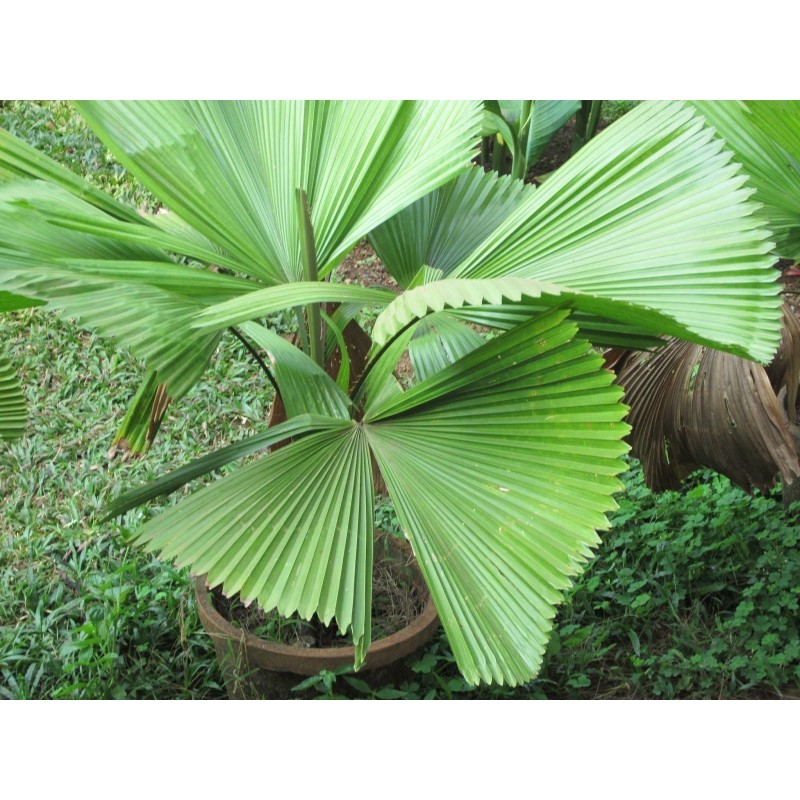 Price: €4.8 - Sementes de Palmeira-Leque, Leque-Japonês (Licuala grandis) - 