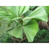 Price: €4.8 - Sementes de Palmeira-Leque, Leque-Japonês (Licuala grandis) - 