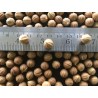 Σποροι Λικουάλα  (Licuala Grandis)
