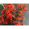 Semi di Palmeira Licuala Grandis