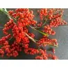 Σποροι Λικουάλα (Licuala Grandis)