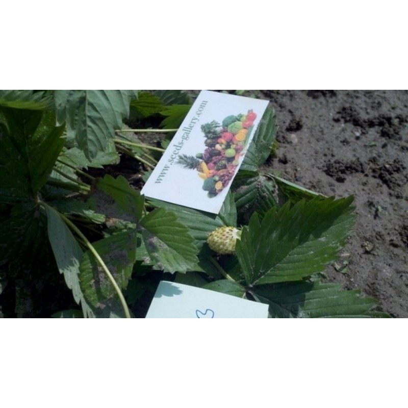 Price: €1.5 - Graines De Fraise Blanc "White Soul" - Seeds Gallery