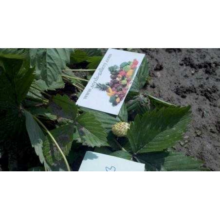 Price: €1.5 - Graines De Fraise Blanc "White Soul" - Seeds Gallery