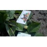 Price: €1.5 - Graines De Fraise Blanc "White Soul" - Seeds Gallery