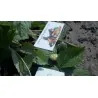 Semi di Fragola Alpine - White Soul
