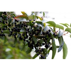 Maqui or Chilean Wineberry Seeds (Aristotelia chilensis)