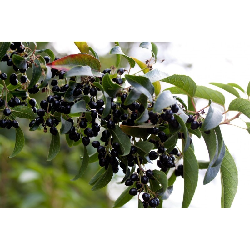 Price: €2.85 - Semena Zázračné bobule - Maqui (Aristotelia chilensis) - 