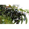 Price: €2.85 - Semena Zázračné bobule - Maqui (Aristotelia chilensis) - 