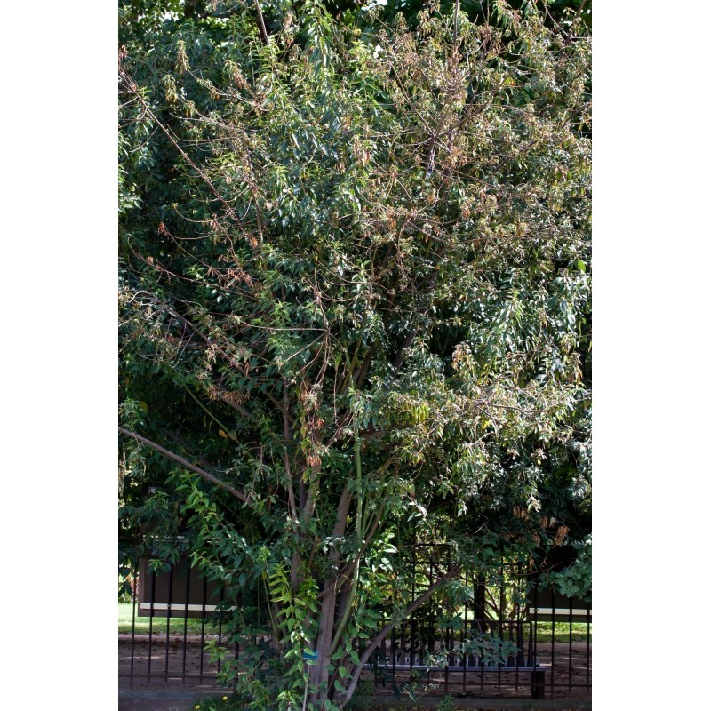 Price: €2.85 - Semena Zázračné bobule - Maqui (Aristotelia chilensis) - 
