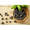 Price: €2.85 - Graines de Maqui du Chili (Aristotelia Chilensis) - 