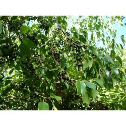 Sementes Maqui Berry Super Fruta (Aristotelia Chilensis)