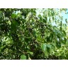 Price: €2.85 - Semena Zázračné bobule - Maqui (Aristotelia chilensis) - 
