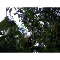 Semillas de Maqui Súper fruta (Aristotelia chilensis)