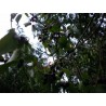 Price: €2.85 - Σποροι Maqui Σούπερ φρούτα (Aristotelia Chilensis) - 