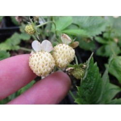 Σπόροι ποικιλία λευκής φράουλας 'White Soul'
