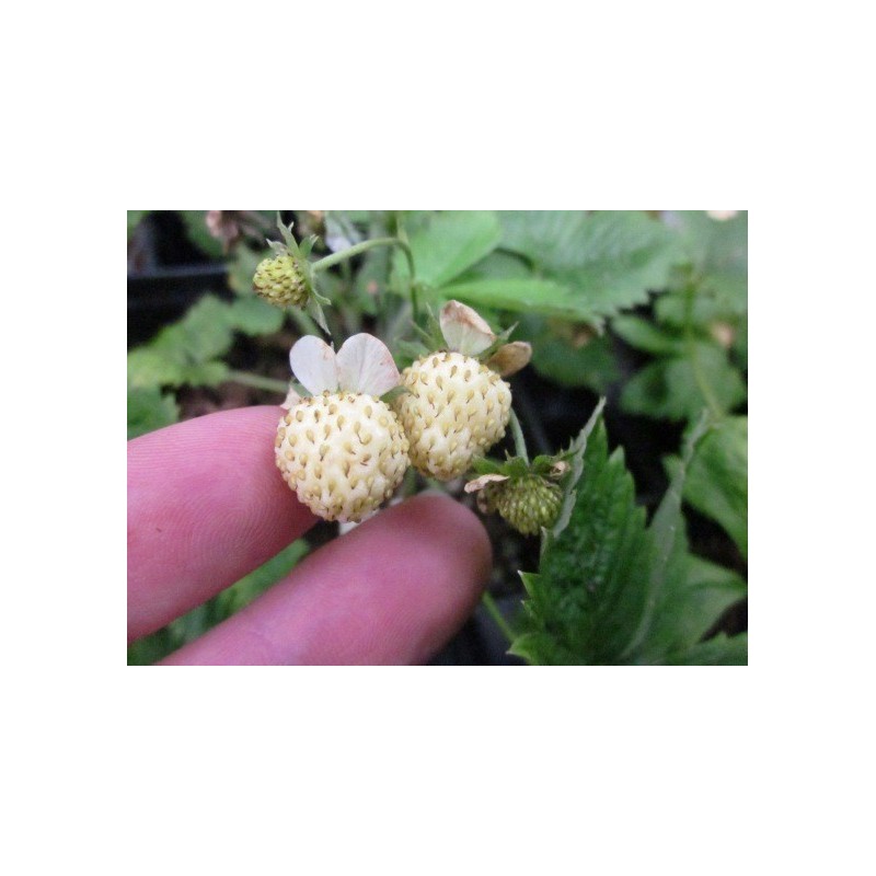 Price: €1.5 - Graines De Fraise Blanc "White Soul" - Seeds Gallery