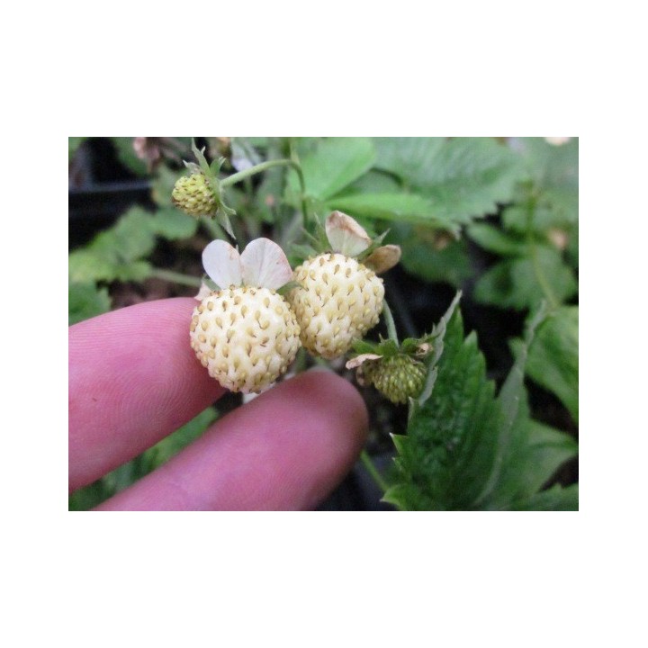 Alpine White Strawberry - White Soul Seeds - 175.934363