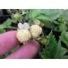 Alpine White Strawberry - White Soul Seeds