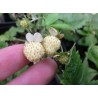 Price: €1.5 - Graines De Fraise Blanc "White Soul" - Seeds Gallery