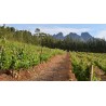 Price: €3.95 - Afrikanische Schwarzbohne Samen (Griffonia simplicifolia) - 