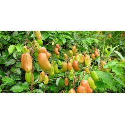 Σπόροι griffonia simplicifolia - Φυσική θεραπεία για την κατάθλιψη