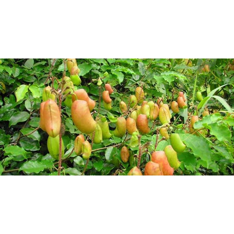 Price: €3.95 - Graines de Griffonia simplicifolia - 