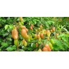Price: €3.95 - Graines de Griffonia simplicifolia - 