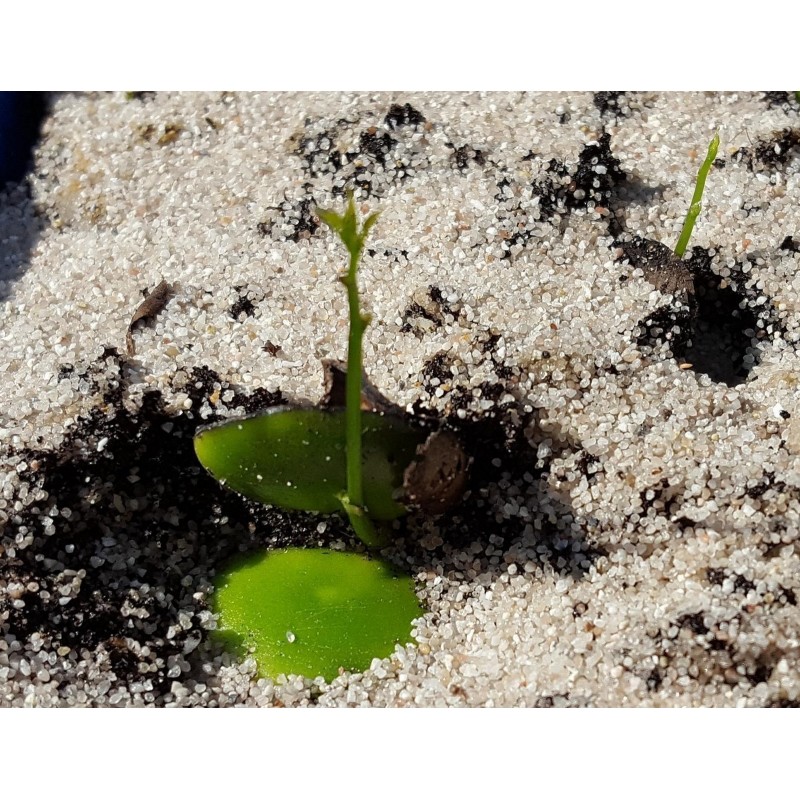 Price: €3.95 - Semillas de Griffonia simplicifolia - 