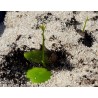 Price: €3.95 - Griffonia simplicifolia Växt Frön - 