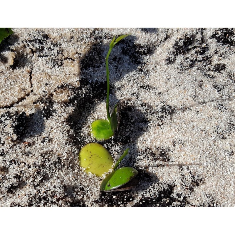 Price: €3.95 - Graines de Griffonia simplicifolia - 
