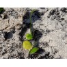 Price: €3.95 - Griffonia simplicifolia Växt Frön - 