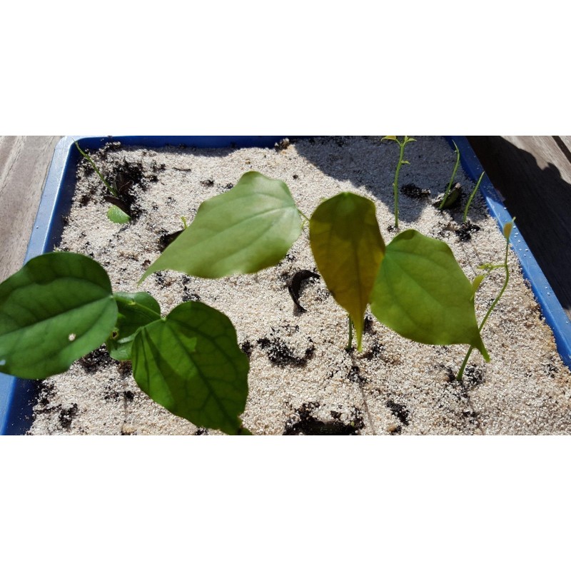 Price: €3.95 - Graines de Griffonia simplicifolia - 