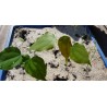 Price: €3.95 - Sementes de Griffonia simplicifolia - 